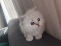 Kan hattı muhteşem kedimiz