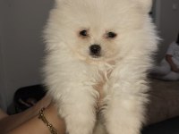 Pomeranian boo ayı surat