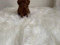 Toy poodle erkek dişi