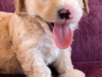 Terrier yavrularımız