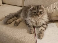 Chinchilla Kedimiz Ücretsiz Sahiplendirilecek