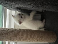 BRİTİSH SHORTHAİR LYNX POİNT ERKEK
