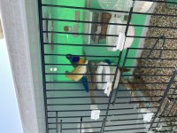 2 adet golden Finch 1 adet dişi ve 1 adet erkek