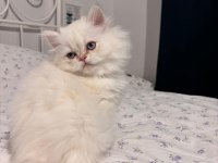 Safkan British Longhair Mavi Göz Erkek