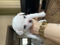 Chihuahua Bebekler