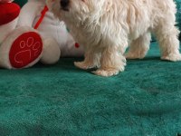3 aylık erkek maltipoo pet eğitimli