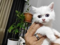British Shorthair White