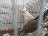 İkisi de 1 yaşında sultan sağlıklı yavru alınmıştır
