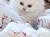 British Longhair Kedisi