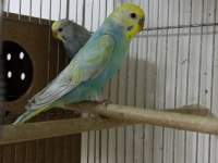 Üretimi bitiriyoruz Uygun Rainbow ve İri Çek kuşlar