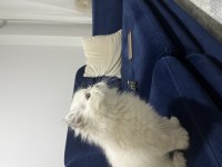 2 aylık dişi british longhair