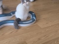 Sevimli minnoş kediler