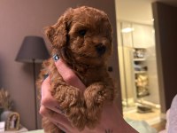 Toy poodle yavrularımım erkek
