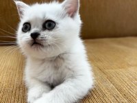Oyuncu tatlı kedimiz ilanda