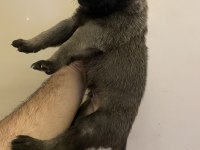 Safkan Şecereli Belçika Kurdu Yavrular