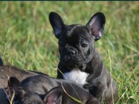 french buldog bebekler