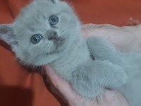 British Shorthair 3 minik kız kardeşler