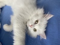 British shorthair 2 aylık dişi yavru