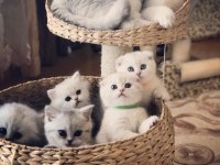 British longhair mavi boncuklarım