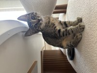 3 aylık tekir kedi sahiplendirilecek