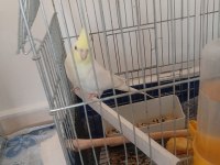 Toplu sahiplendirilecek sultan papağanı
