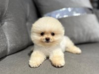 Pomeranian boo