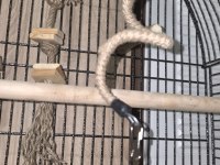 Full evcil iki buçuk aylık konur papağanı