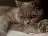SEVECEN, SAKİN ERKEK BRITISH SHORTHAIR