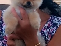 Yer Sıkıntısından 3 Aylık Pomeranian Uygun Fiyat Vereceğim