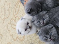 Müthiş Güzellikte Ev Ortamından Scottish Fold