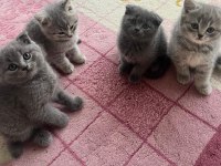 Yeni Yuvalarına Hazır Kediler Tuvalet Alışkanlığı Var