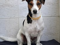 ÇOK ACİL JACK RUSSELL CİNSİ ÇOCUĞUMUZA YUVA!