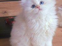 British shorthair harika bebekler
