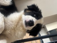 Sevimli border collie yavrular