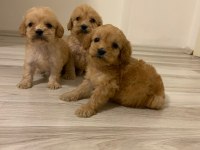 IRK VE SAĞLIK GARANTİ ORJİNAL MALTİPOO BEBEĞİMİZ