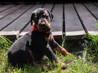 Asil Doberman yavrularım