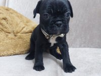 Fransız Bulldog yavrular