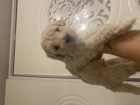 40 Günlük Yavru Köpekler