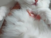 British longhair silver erkek yavrumuz