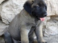 SHOW KALİTE SAFKAN KANGAL YAVRULARI
