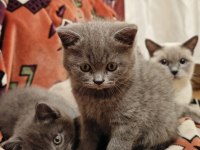 British Longhair Yavrular