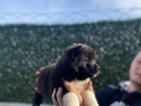 ÜST KALİTE AMERİKAN AKITA BEBEKLER