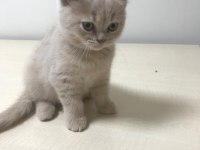 2 aylık british shorthair yavrum tarçına yuva arıyoruz