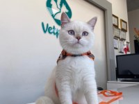 British Shorthair 4,5 aylık