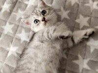 2,5 aylık british shorthair silver erkek