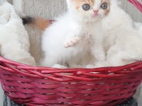 Calico exotic shorthair aşkları