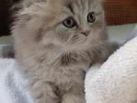 Anne Altından British Longhair Bebekler