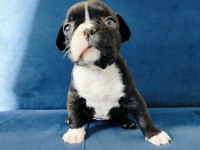 Maskeli french bulldog yavruları