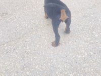 Rottweiler