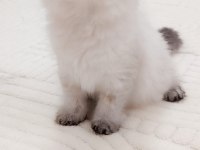 scotshfold 2 aylık eğitimli mina kızımız